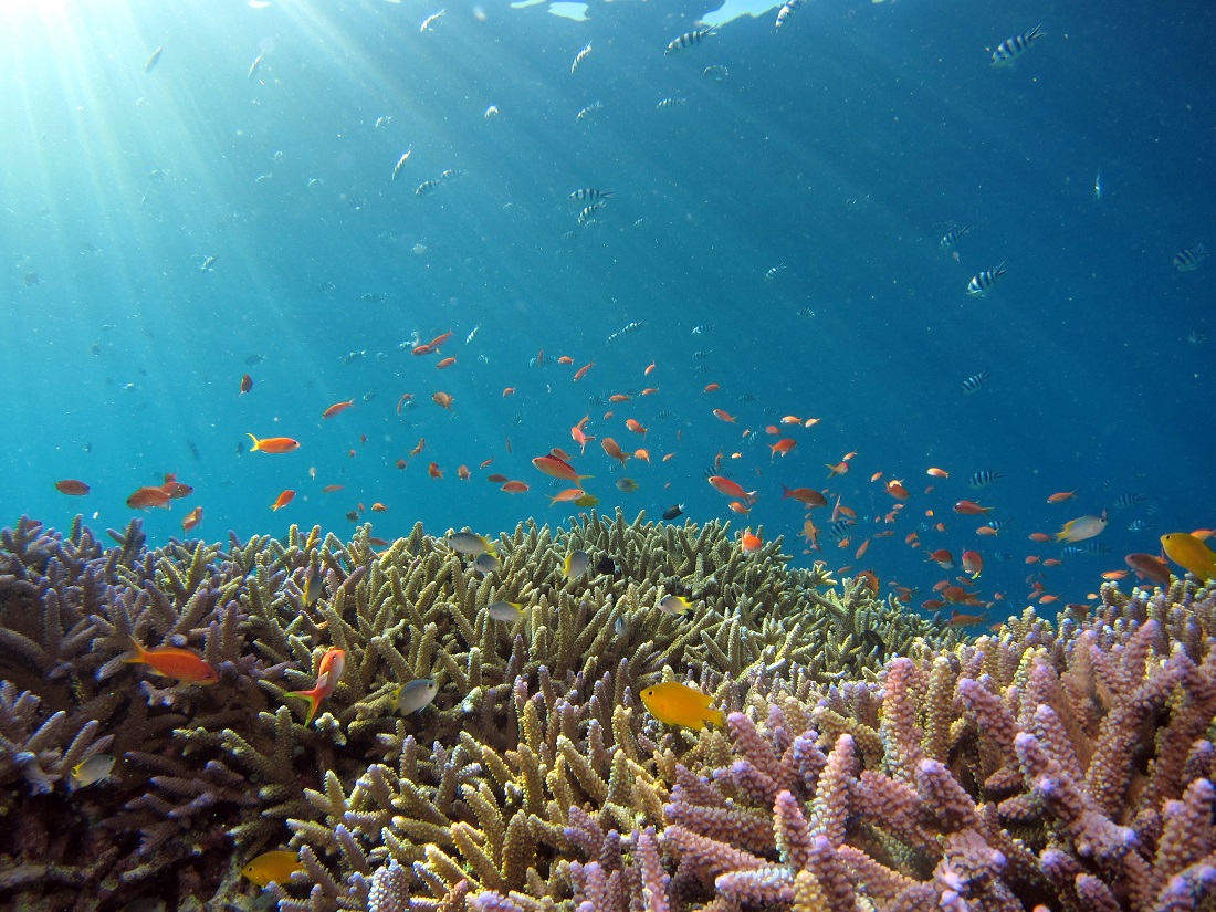 Korallenriff mit kleinen fischen im Meer     
